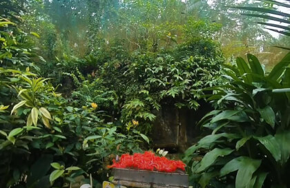 180 VR - Malaysia 2023 - Kuala Lumpur - Butterfly Park - part 1/2