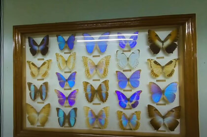 180 VR - Malaysia 2023 - Kuala Lumpur - Butterfly Park - part 2/2