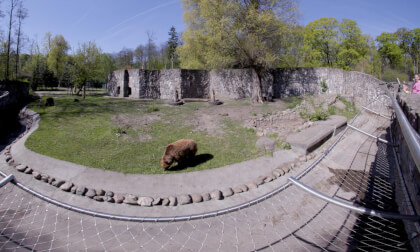 Bear Up Close 😳 8K VR180 POV