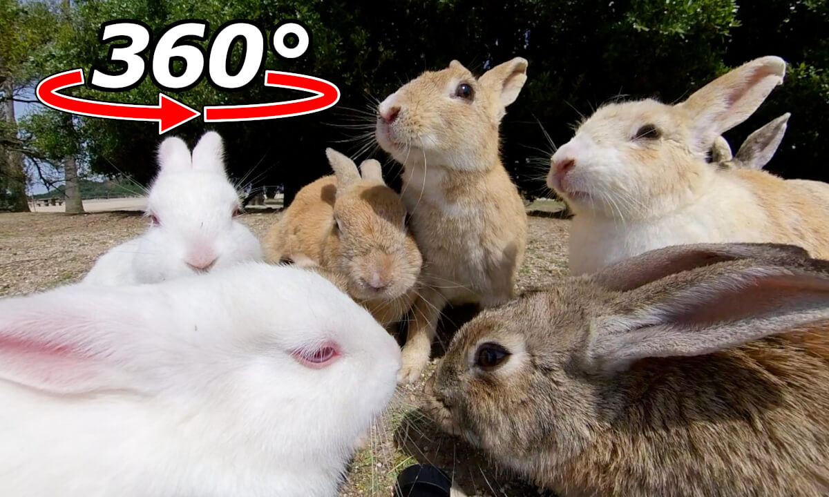 VR 360° | Two rare white rabbits have arrived! Up to 9 rabbits gathered!