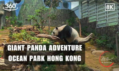 🐼 Giant Panda Adventure - Ocean Park Hong Kong 2026 | 8K 360VR