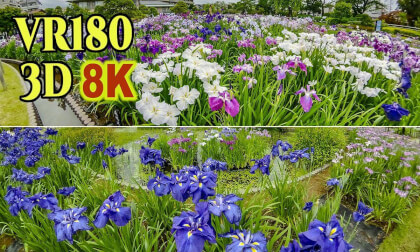 Tokyo Horikiri Iris Garden in full bloom and at their peak in Tokyo , JAPAN