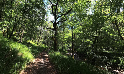 Balade sur le sentier d'une forêt  en Bretagne