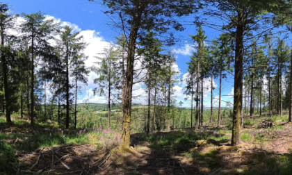 Immersion dans une forêt de pin en Bretagne