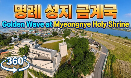 Myeongnye-ri Nakdong Riverbank: May Coreopsis Fields & Cycling Path (May 14, 2026) 밀양 명례리 낙동강변, 금계국과 자전거길