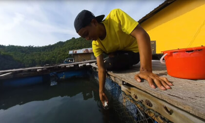 180 VR - Malaysia 2023 - Langkawi islands - Mangrove tour- fishes feeding - part 6/6