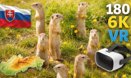 The Hidden Meadow of Sysľovisko 🇸🇰 | Ground Squirrels of Muránska Planina - Slovakia | VR180 6K 3D
