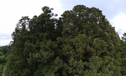 Survol d'une forêt en Bretagne et exploration du sentier