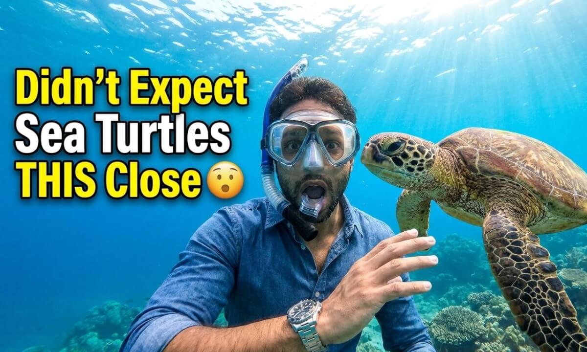 Swimming With Giant Sea Turtles 🐢 | 360° VR 8K | Experience Sri Lanka