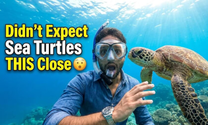 Swimming With Giant Sea Turtles 🐢 | 360° VR 8K | Experience Sri Lanka