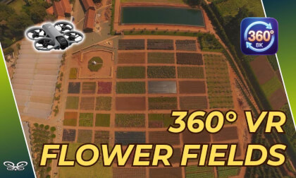 8K VR 360 FPV Drone: High-Speed Flight over Flower Fields