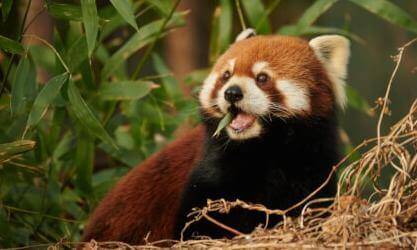 Red Panda @ Chengdu