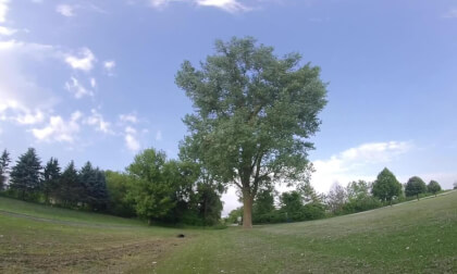 Cottonwood falling from Cottonwood trees. Newburg WI