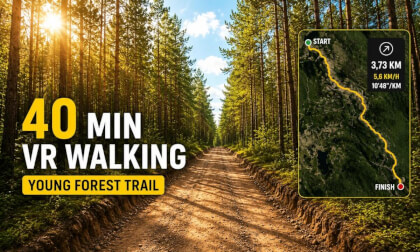 40 MIN VR WALKING | Young Forest Trail | 5.6 km/h | Treadmill-Friendly