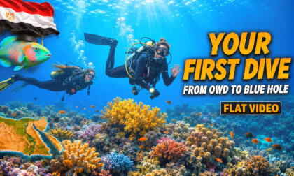 🤿 Diving in Egypt - Is There Anything To Be Afraid Of? How It Really Works & How To Get Started 🐢