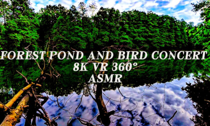8K VR 360° Forest Pond and Bird Concert [ASMR]