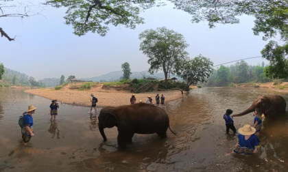 Elephants in the Water