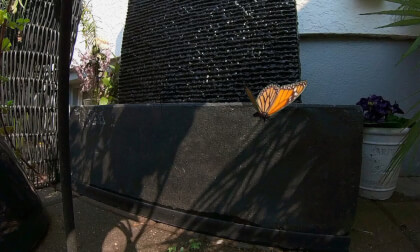 Two Butterflies By The Fountain VR Video Two Butterflies By The Fountain VR