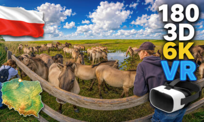 Wild 🐎 Polish Konik Horses in Beka Nature Reserve - Wild Wetlands of Poland in 180 3D 6K VR 🇵🇱