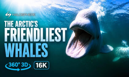 Swim with Arctic Beluga Whales | 360° 3D 16K