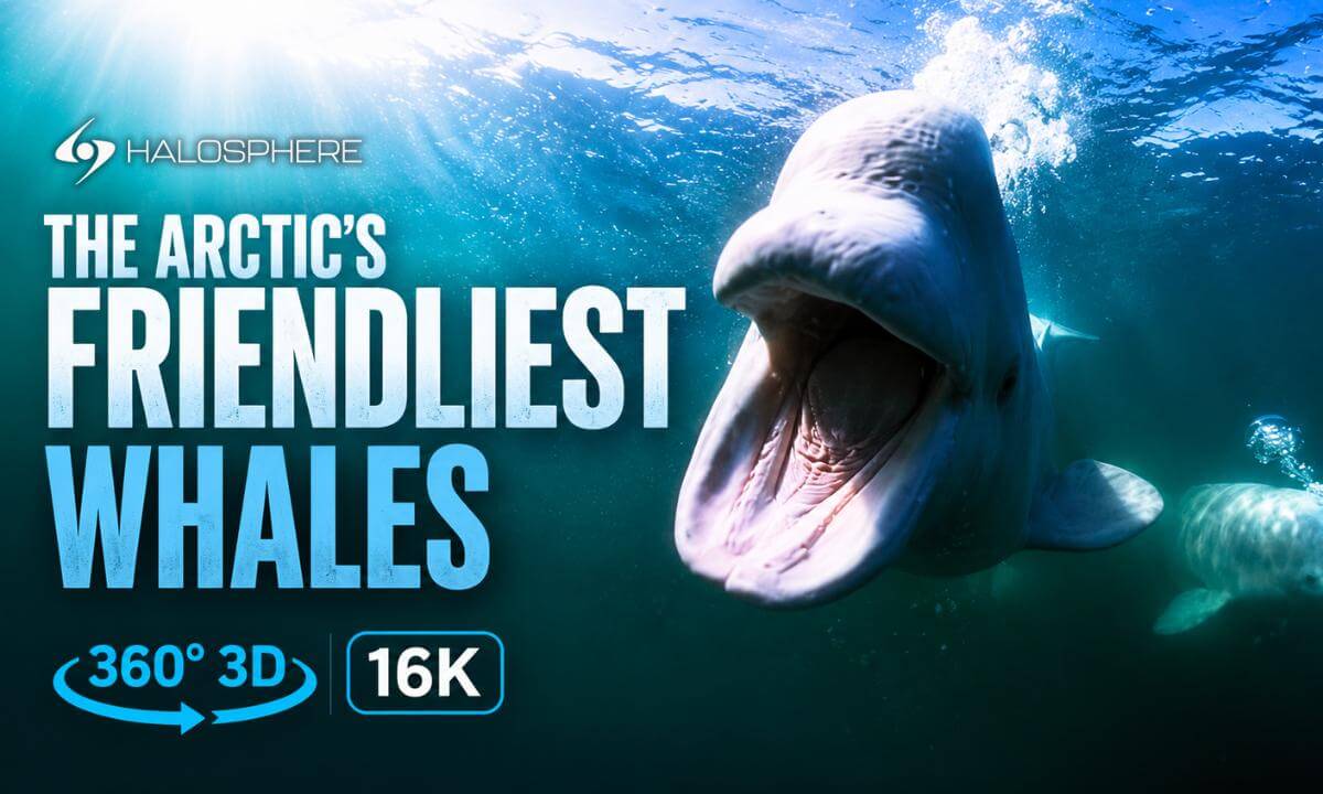 Swim with Arctic Beluga Whales | 360° 3D 16K