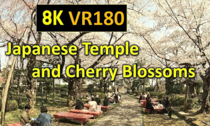 Japanese Temple and Cherry Blossoms