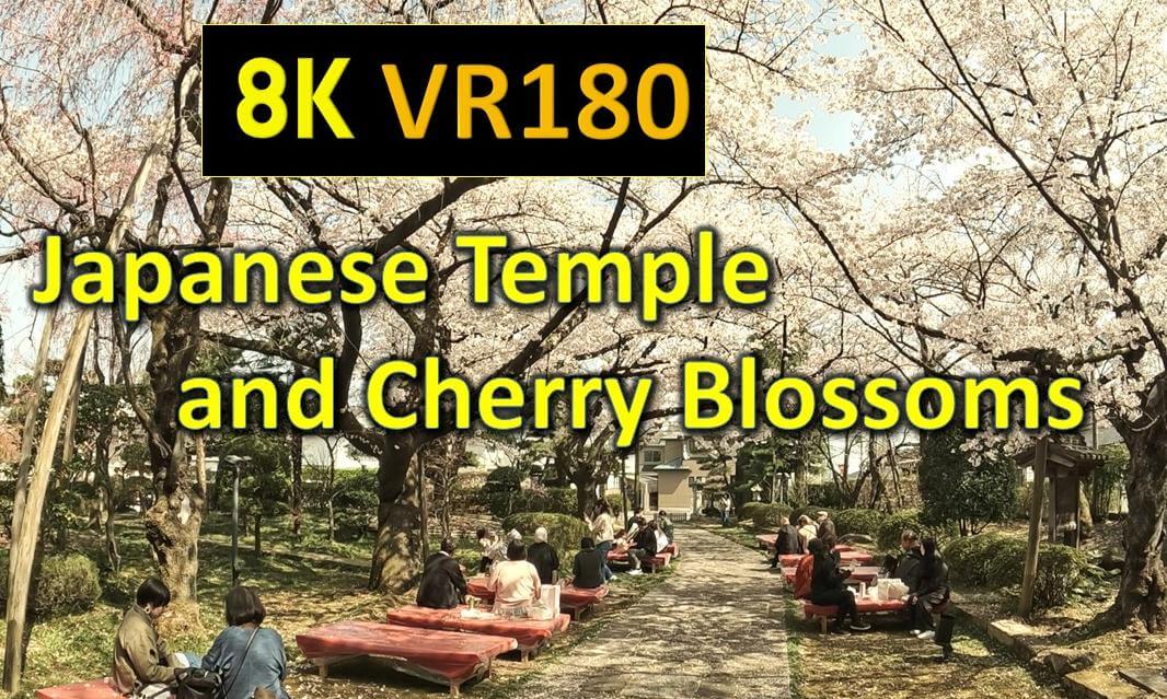 Japanese Temple and Cherry Blossoms