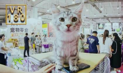 Silver Tabby Maine Coon.银虎斑缅因猫
