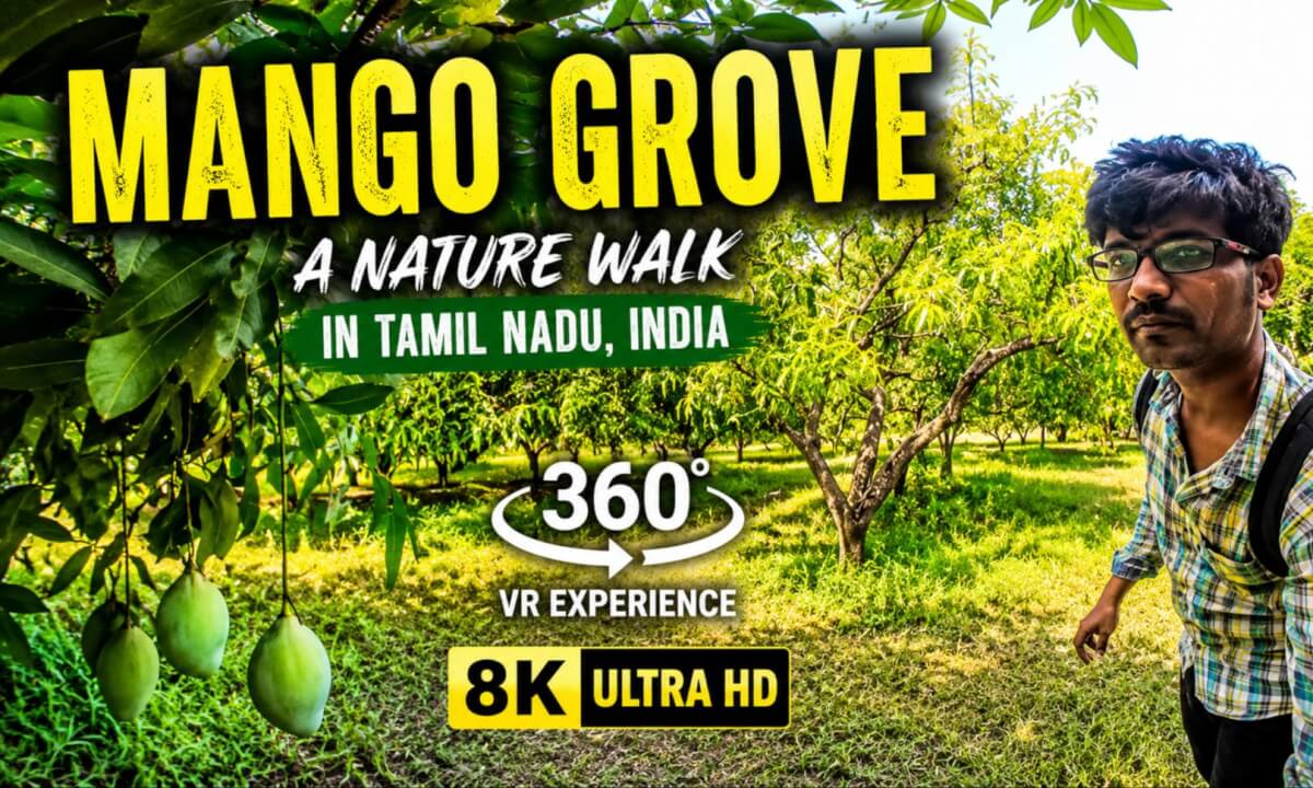 🥭 Mango Grove Walk in Tamil Nadu | 360° VR Nature Experience | 8K