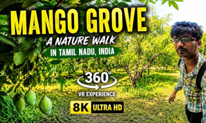 🥭 Mango Grove Walk in Tamil Nadu | 360° VR Nature Experience | 8K