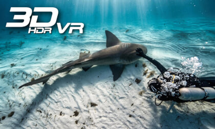 My Friend The Nurse Shark