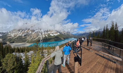 Peyto Lake Overlook in Banff National Park