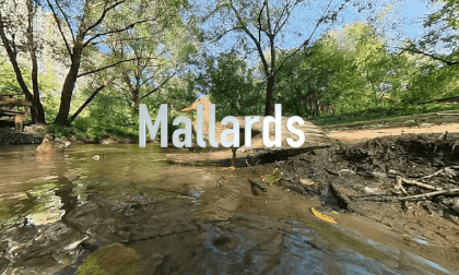 Mallards - VR 360 3DoF 4K