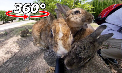 VR 360° | The rabbits have climbed onto the bench!