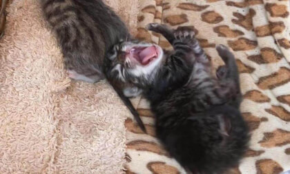 We had to take in an abandoned kitten.... but things turned unexpectedly! | 捨てられた子猫を受け入れることになったのですが…まさかの展開に