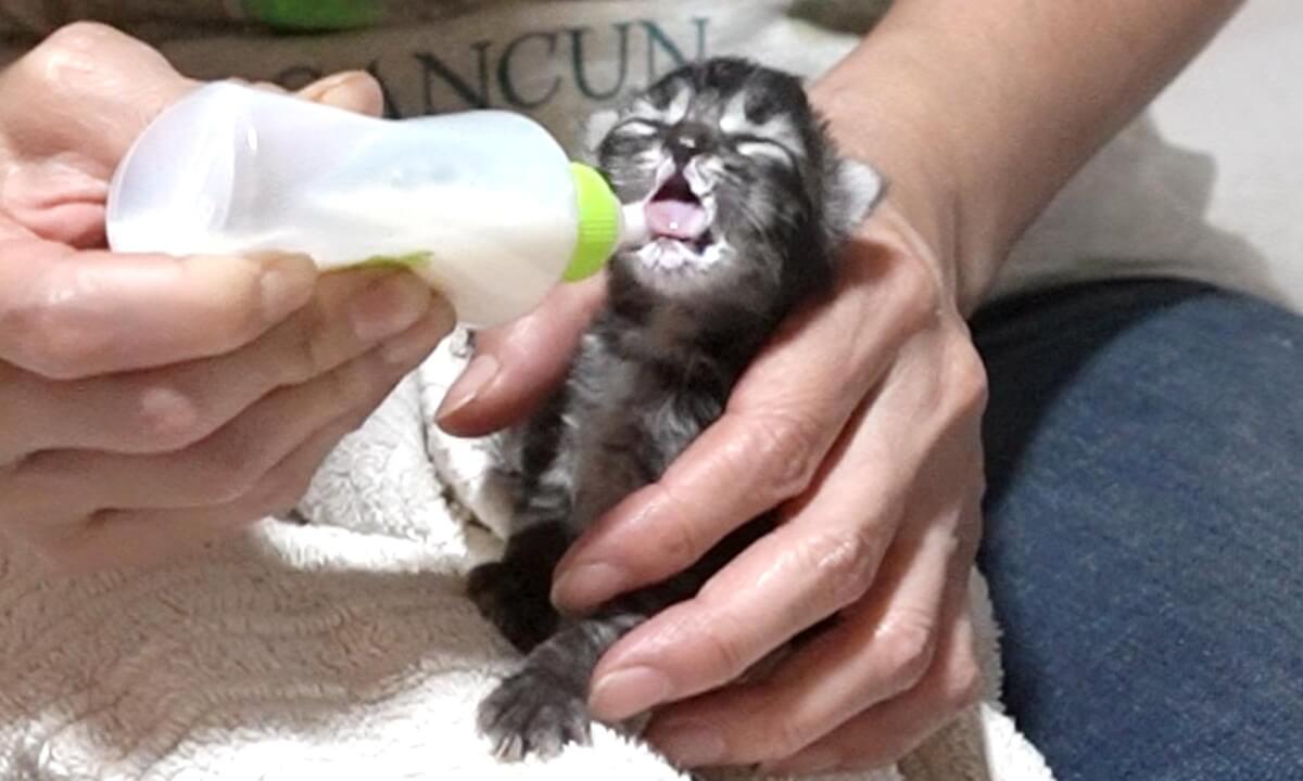 Giving milk to a week old rescued kitten appear fleas and it became a problem... | 【閲覧注意】生後1週間の保護子猫にミルクをあげてたらノミを発見して大変なことに…