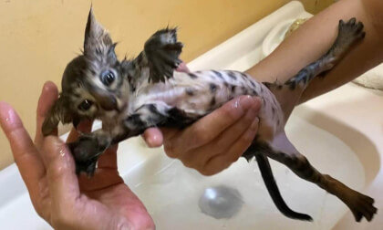 Rescued kitten's first bath full of fleas but was too cute | 【閲覧注意】ノミだらけだった保護子猫の初めてのお風呂…