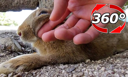 [360 Video] Rabbit "Stroking? Do as you like"