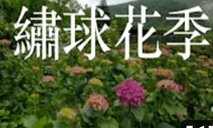 [VR180]  hydrangea season 陽明山 繡球花季 @ Yangmingshan National Park
