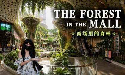 A Hidden Forest in the Mall | Shenzhen | Unwinding