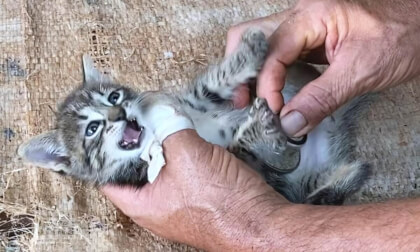 Rescued kitten to the veterinary clinic first time and was an amazing place... | 嫌がる子猫を初めて動物病院に連れて行ったらすごい所で診察になりました…