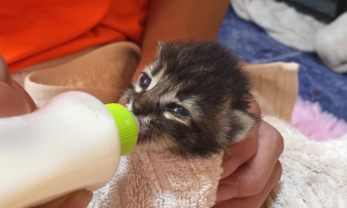 Very cute rescued kitten started to open his eyes | 保護子猫の目がしっかり開いたら可愛過ぎました…笑