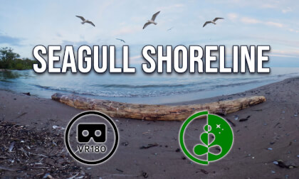 Seagull Shoreline | VR180 Nature Experience