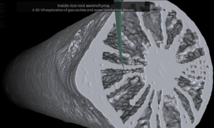 Inside Rice Roots in VR 360 | Aerenchyma and Water Transport Tissues