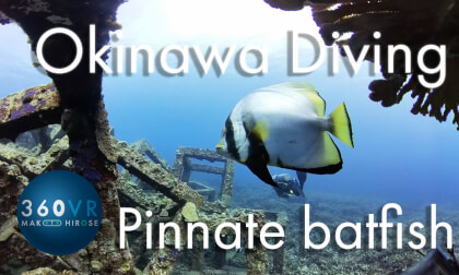 Okinawa Diving -Travel JAPAN- [ Pinnate Batfish in the Reef Block ]