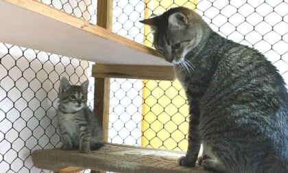 First meet new kitten and old cat get close!? | 新入り子猫と先住猫が目を離した隙に大接近！まさかの展開に…