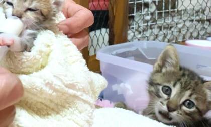 Kitten interesting to the baby cat who started open his eyes | 目が開いた赤ちゃん猫が気になって仕方がない子猫がコチラです…笑