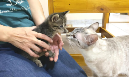 First meet new kitten trying to get along with older cats | 新入り子猫が先住猫と初対面...距離をはかりながら近づく様子に感心しました