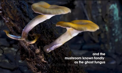 Fantastic Fungi 3D