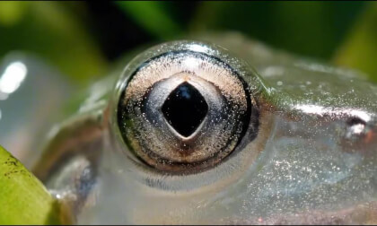 Relaxing Animal Macro Eyes in 4K